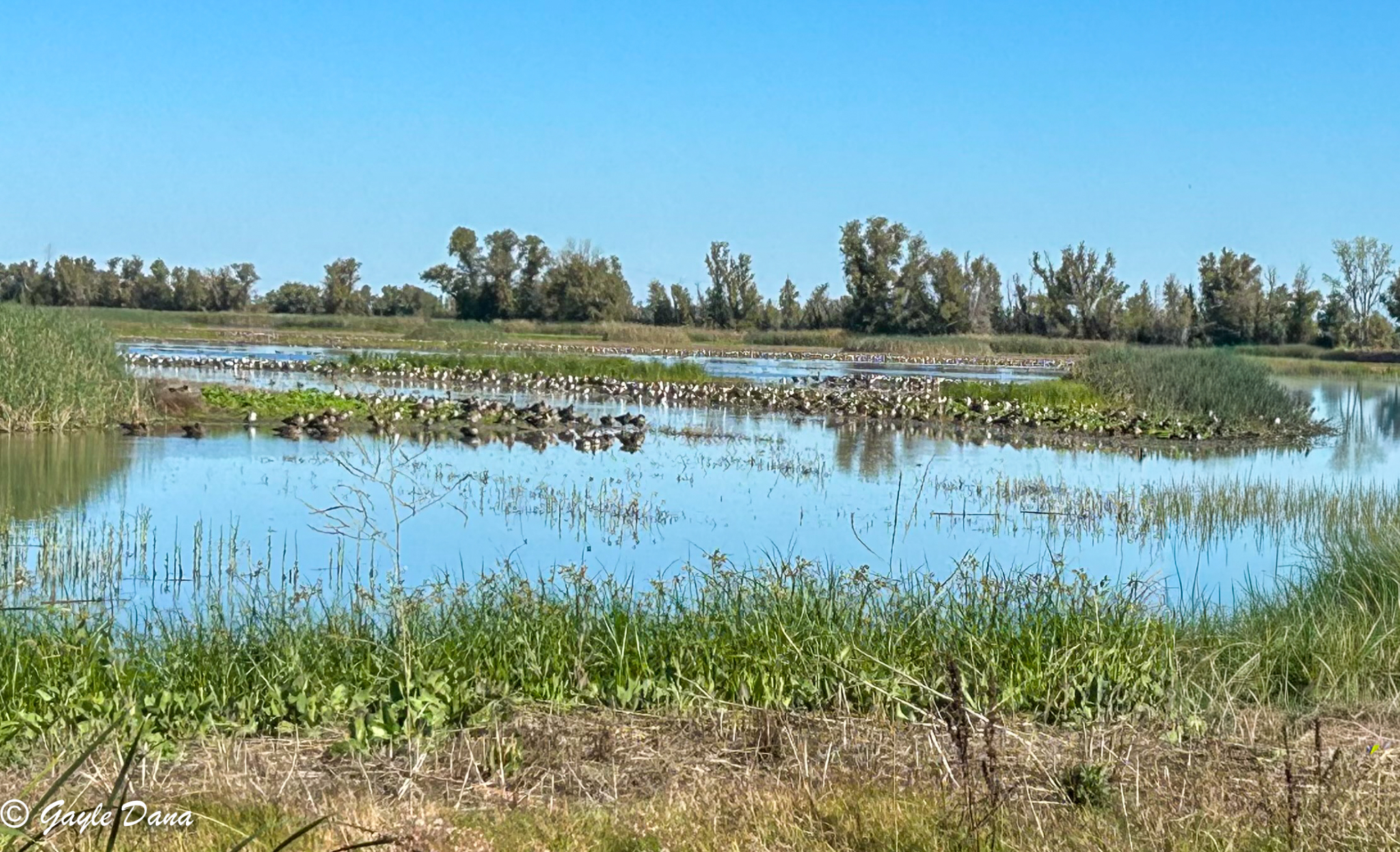 Refuge pond 1
